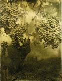 Affiche Ancienne Originale 32. Cep de vigne et nombreuses grappes - 1289826757359.jpg